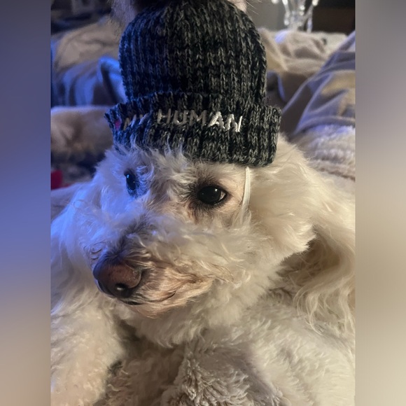 🆕 Matching Dog & Owner Beanie - I Love My Dog /I Love My Human - Picture 5 of 17